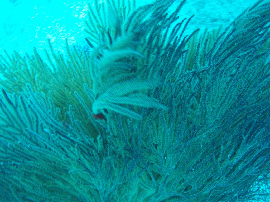 sm_PA256434.JPG