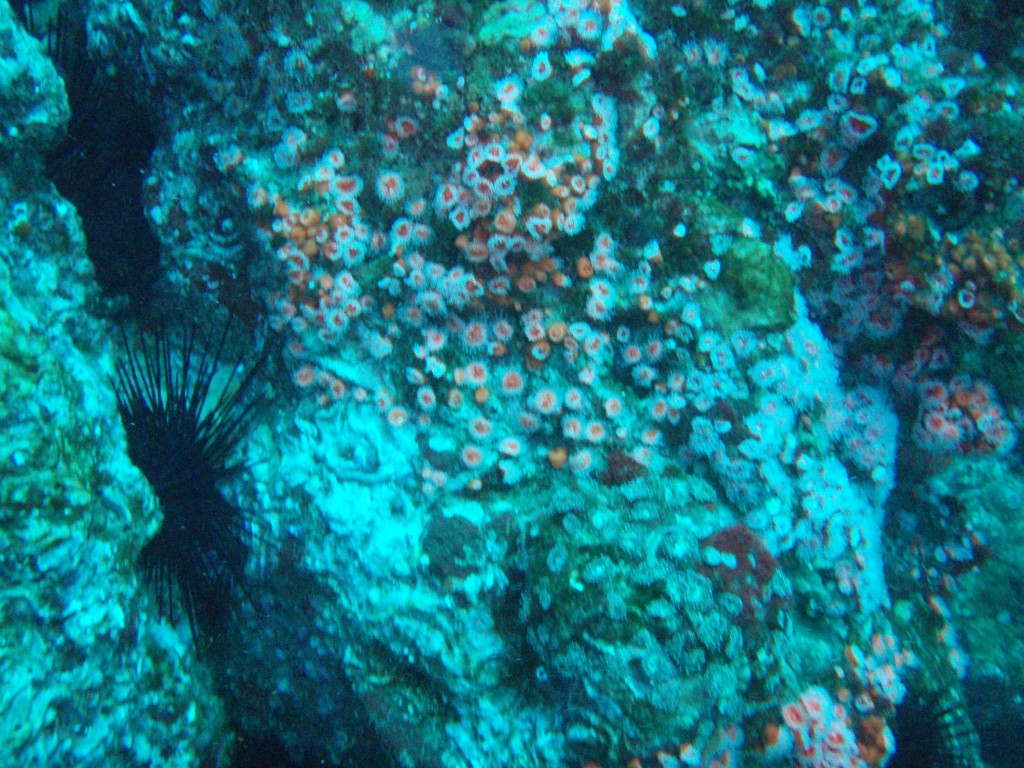 sm_PA256441.JPG