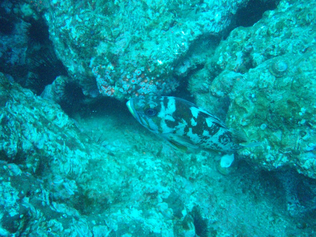 sm_PA256443.JPG