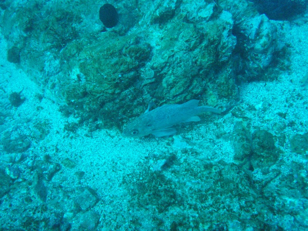 sm_PA256444.JPG
