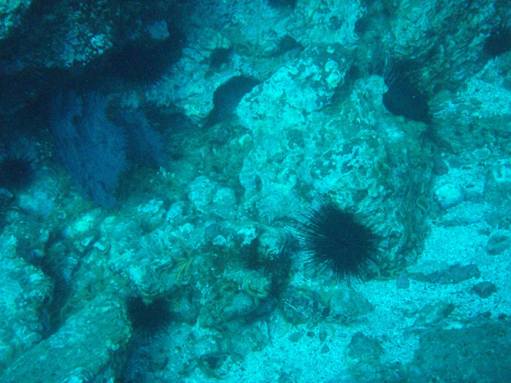 sm_PA256445.JPG