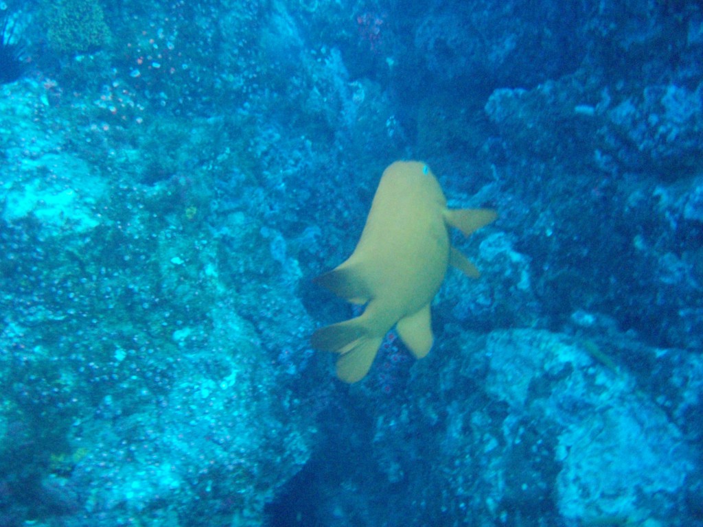 sm_PA256447.JPG