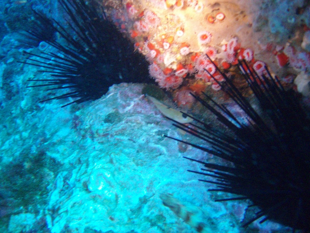 sm_PA256448.JPG