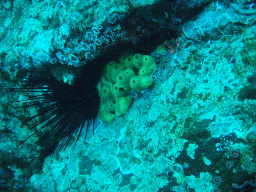 sm_PA256450.JPG