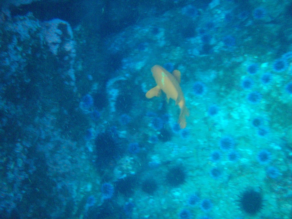 sm_PA256455.JPG