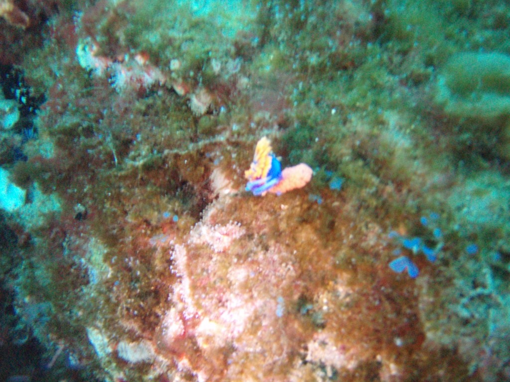 sm_PA256468.JPG