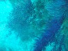 sm_PA256430.JPG
