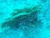 sm_PA256435.JPG
