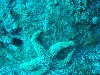 sm_PA256437.JPG
