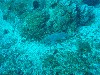sm_PA256444.JPG