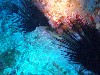 sm_PA256448.JPG