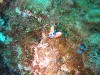 sm_PA256468.JPG