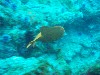 sm_PA256469.JPG