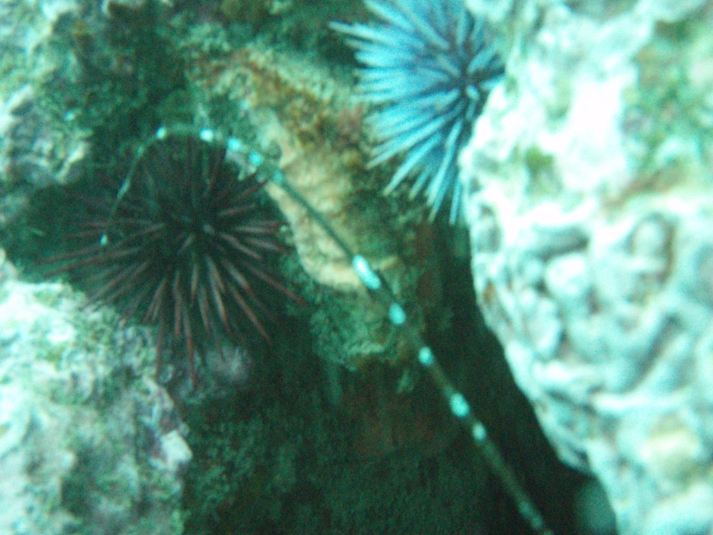 sm_P1186498.JPG