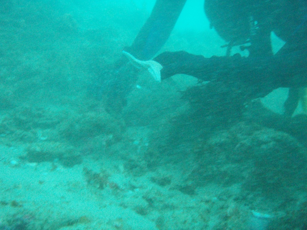 sm_P1186506.JPG
