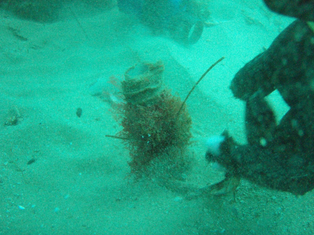 sm_P1186510.JPG