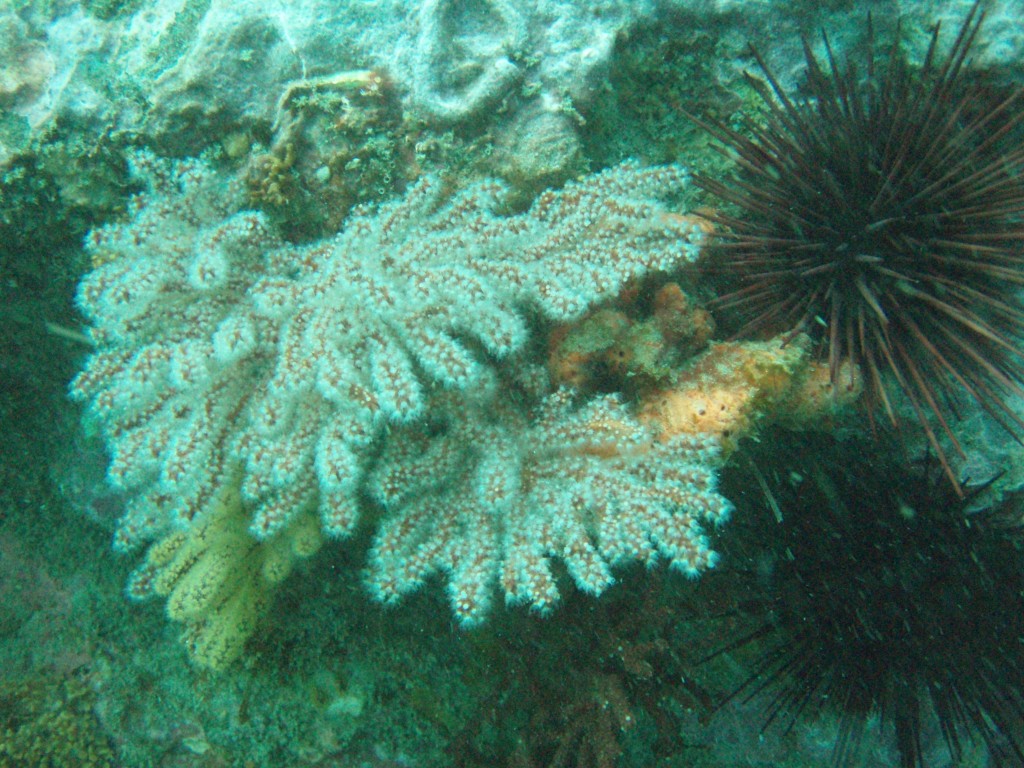 sm_P1186513.JPG