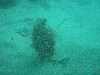 sm_P1186511.JPG