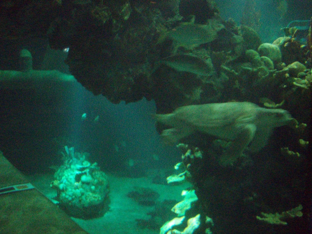 sm_P5056979.JPG