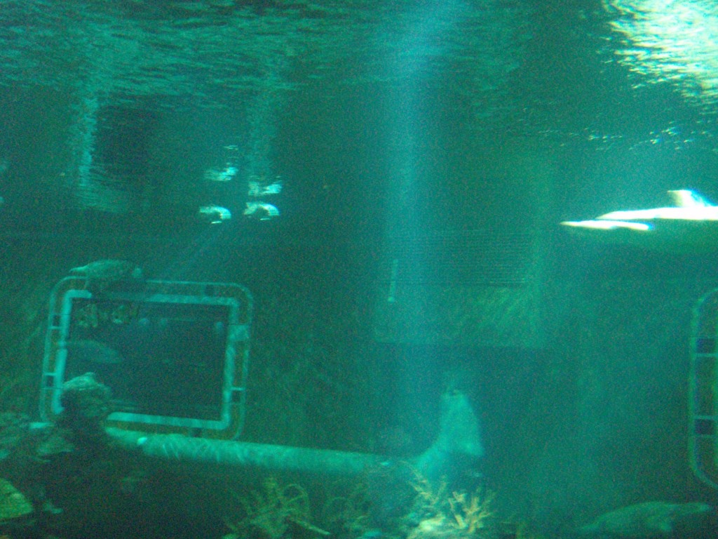 sm_P5056985.JPG