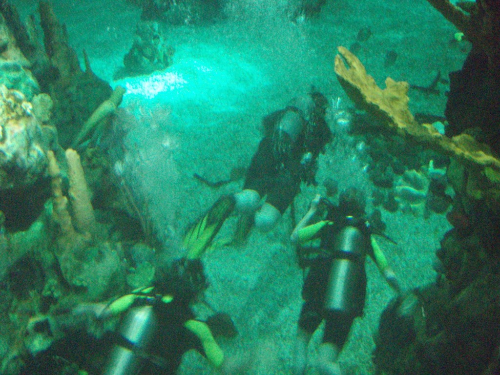 sm_P5056990.JPG