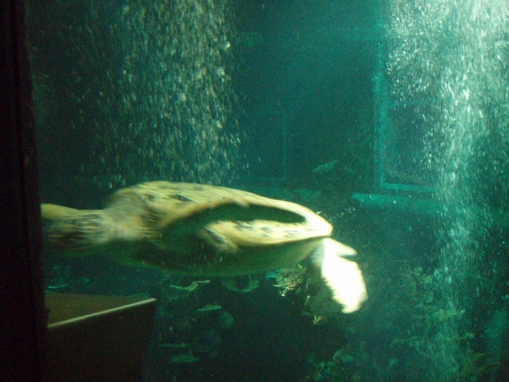 sm_P5056994.JPG