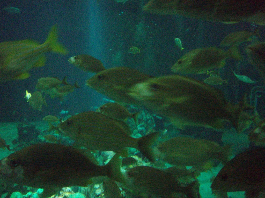 sm_P5056995.JPG