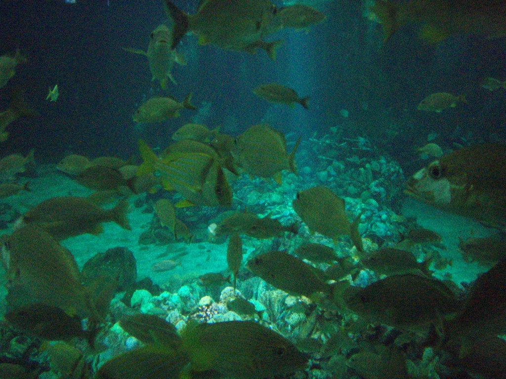 sm_P5056996.JPG