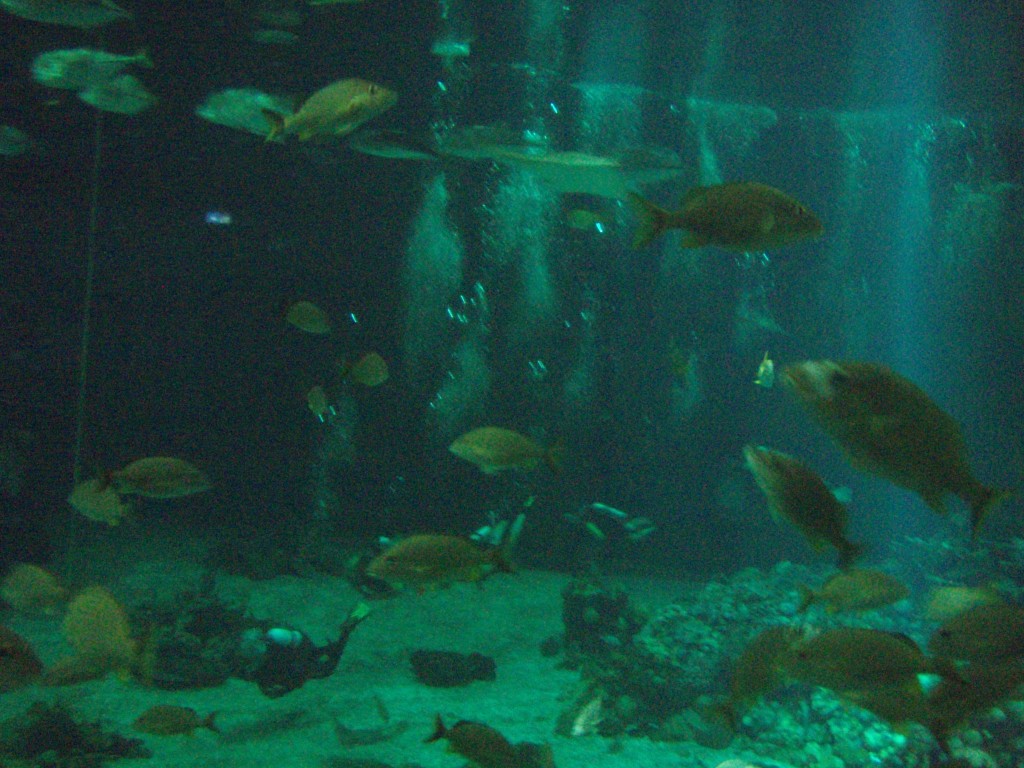 sm_P5056997.JPG
