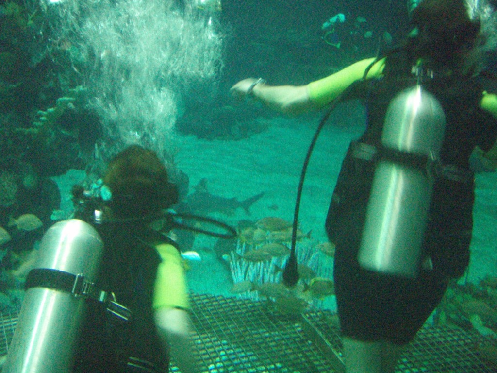 sm_P5057006.JPG