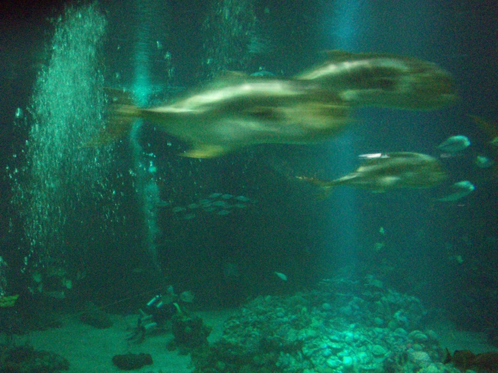 sm_P5057017.JPG