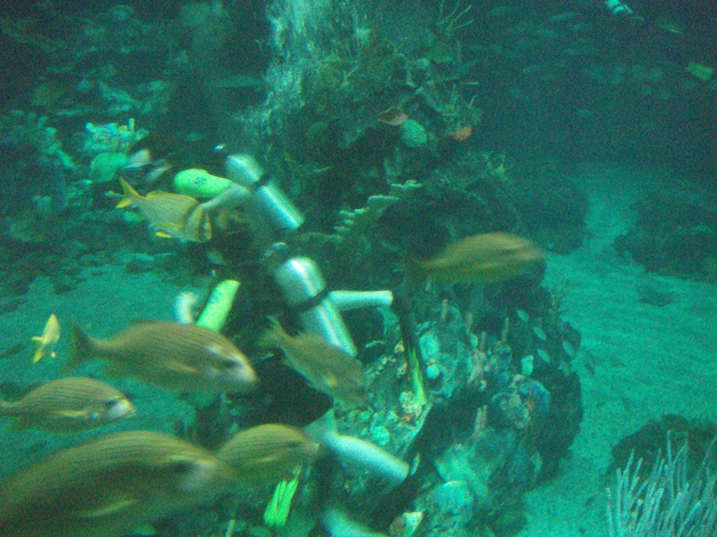 sm_P5057019.JPG