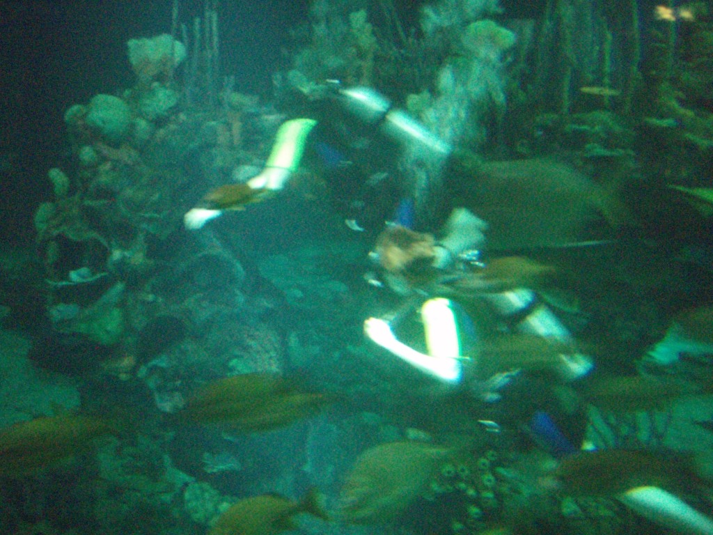 sm_P5057020.JPG