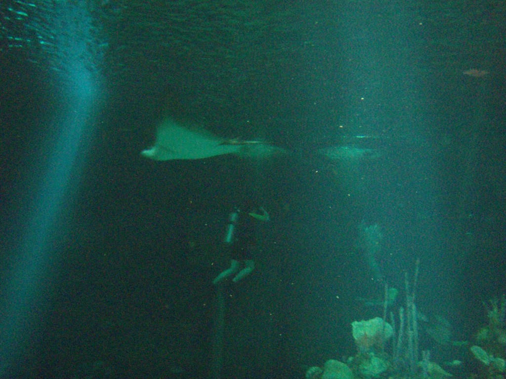 sm_P5057021.JPG