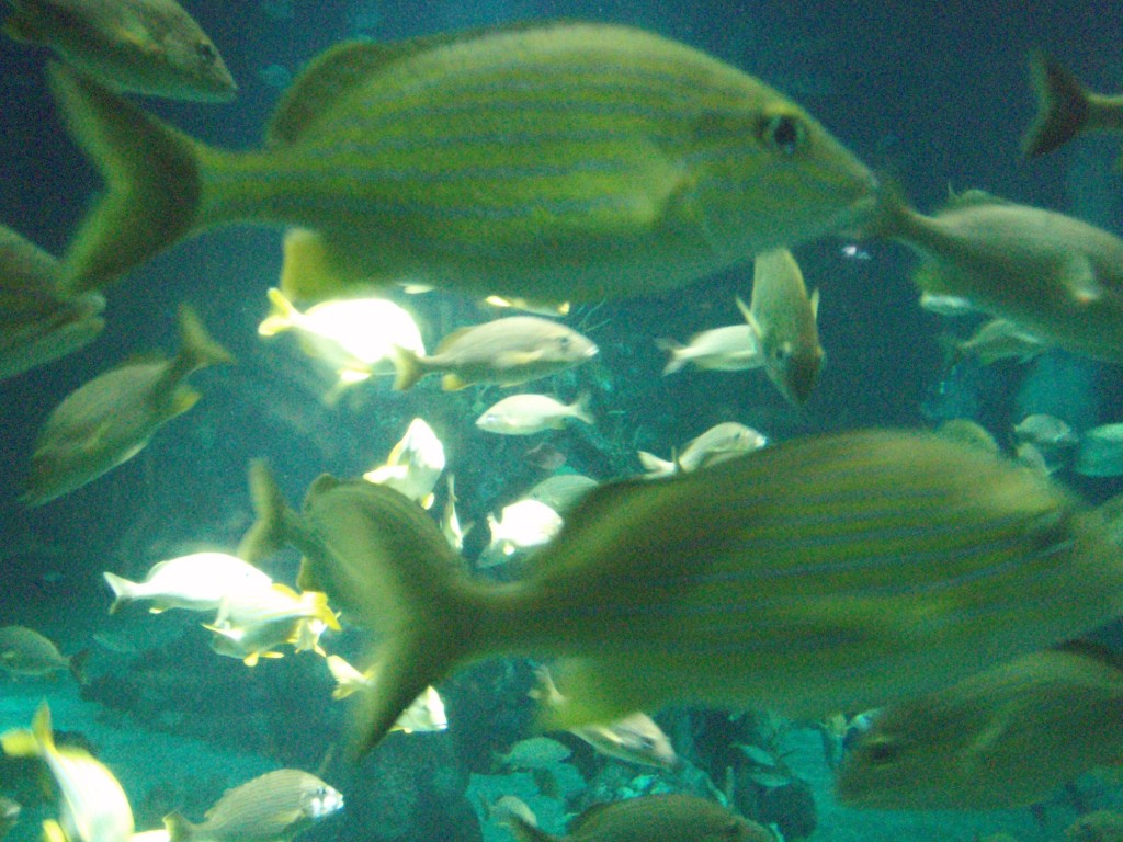 sm_P5057024.JPG