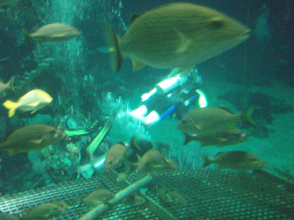 sm_P5057026.JPG