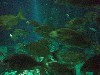 sm_P5056995.JPG