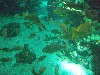 sm_P5057011.JPG