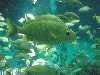 sm_P5057025.JPG