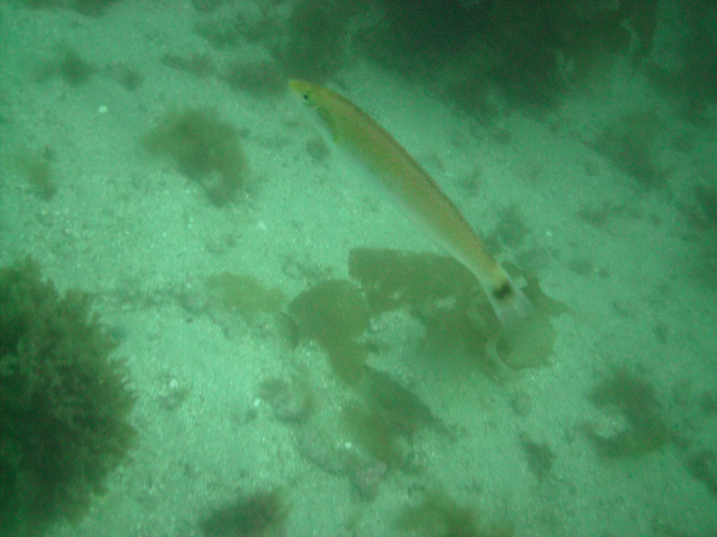 sm_PICT0040.JPG