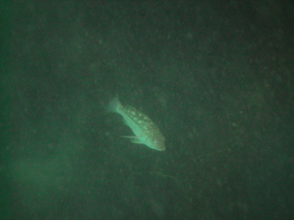 sm_PICT0043.JPG