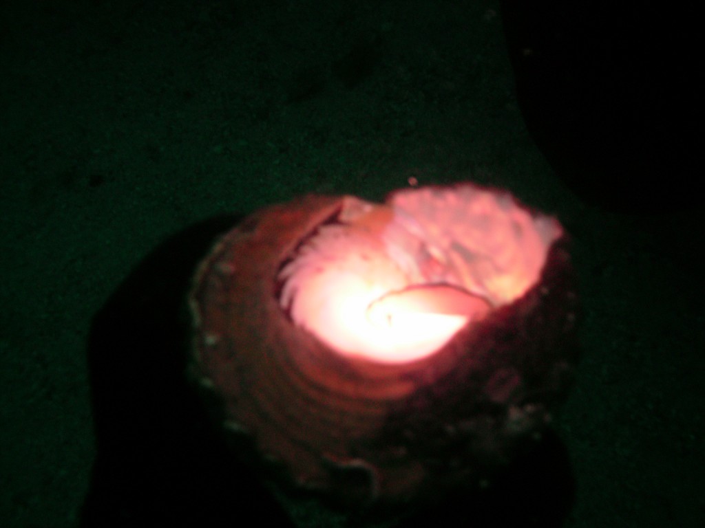 sm_PICT0048.JPG