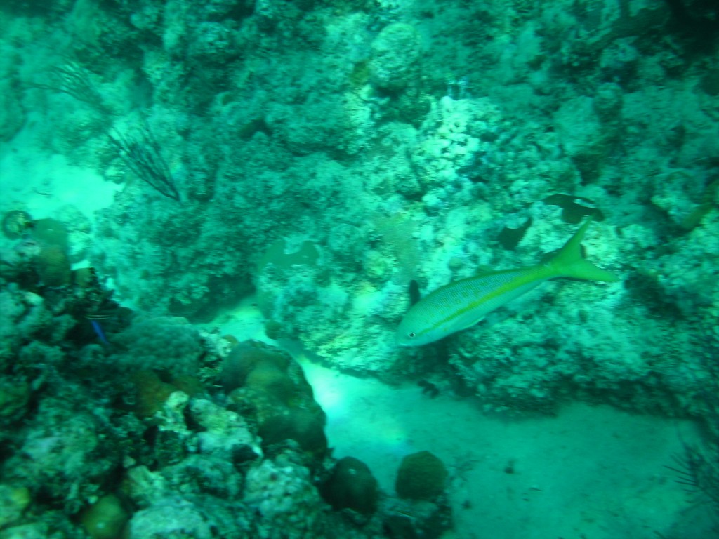 sm_AR_PICT0075.JPG