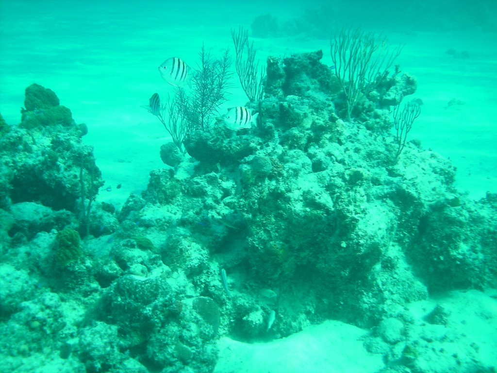 sm_AR_PICT0084.JPG