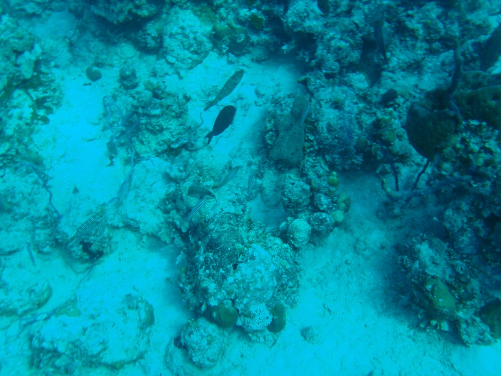 sm_P1082586.JPG