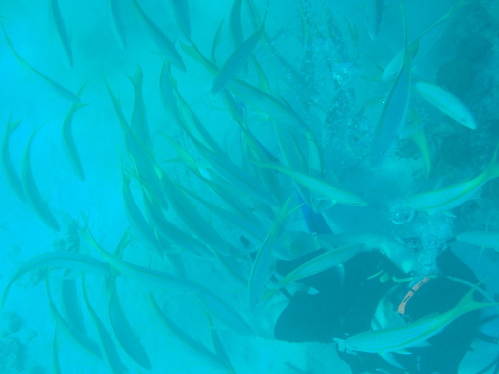 sm_P1082684.JPG