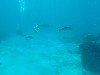 sm_P1082617.JPG
