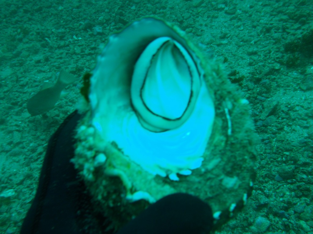 sm_AR-P8213420.JPG