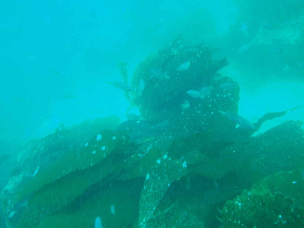 sm_AR-P8213455.JPG
