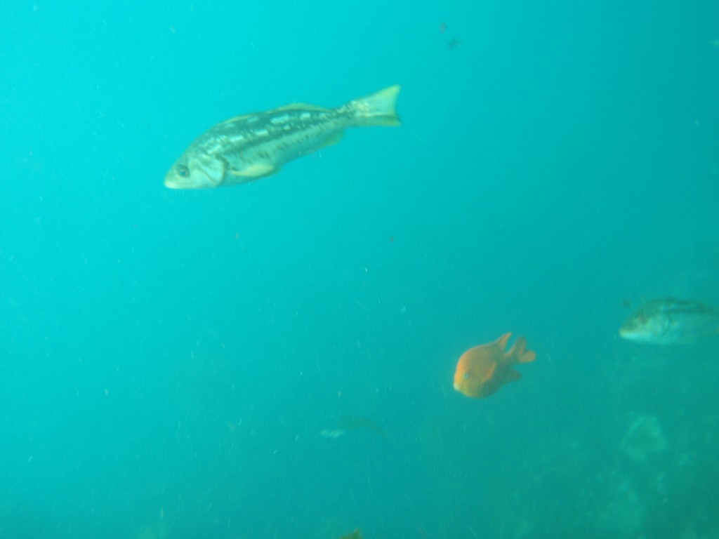 sm_AR-P8213477.JPG